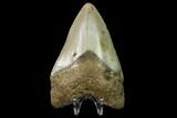3.47" Fossil Megalodon Tooth - North Carolina - #129959-2